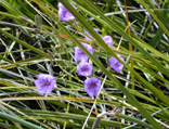 Synaphe Aspinulosa