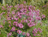 Wax
