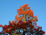 Myrtle