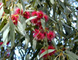 Eucalyptus