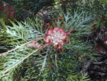 Grevillea