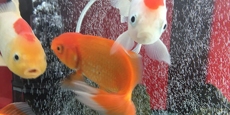 研究室の金魚