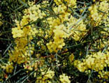 Acacia