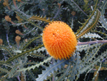 Banksia