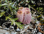 Banksia