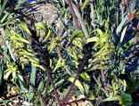 Black kangaroo paw