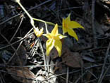 Cowslip Ochid