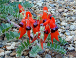 Red Kangaroo paws