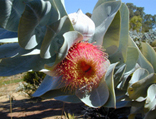 Macro Eucalyptus