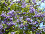 Native Wisteria