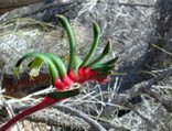 Kangaroo Paw