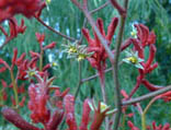 Red Kangaroo Paw