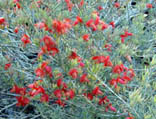 Scarlet Feather Flower