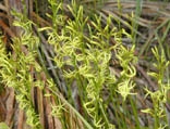 Anthocercis Ilicifolia