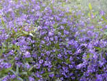 Native Wisteria