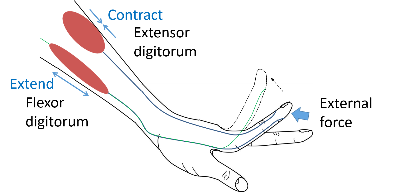 biomechanics